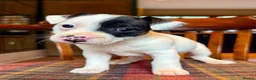 Jack Russell dogs for sale: Traditional Jack Russell Terriers  - Advert 9