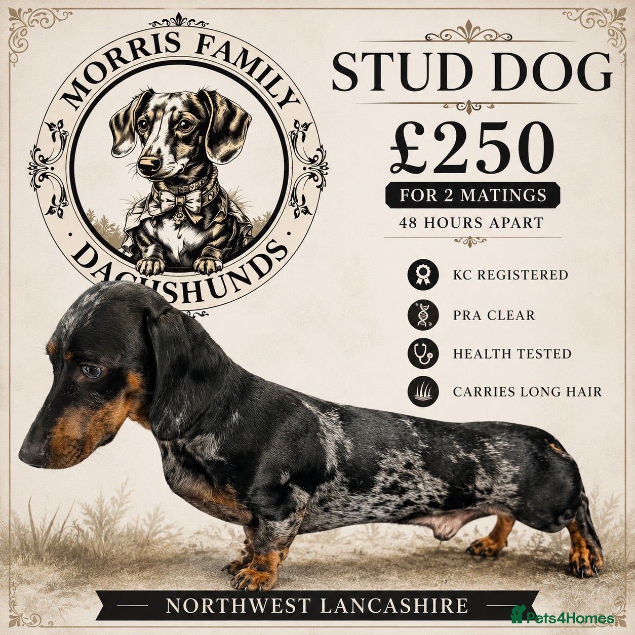 Miniature Dachshund dogs Beautiful kc reg pra clear silver dapple  - Advert 23