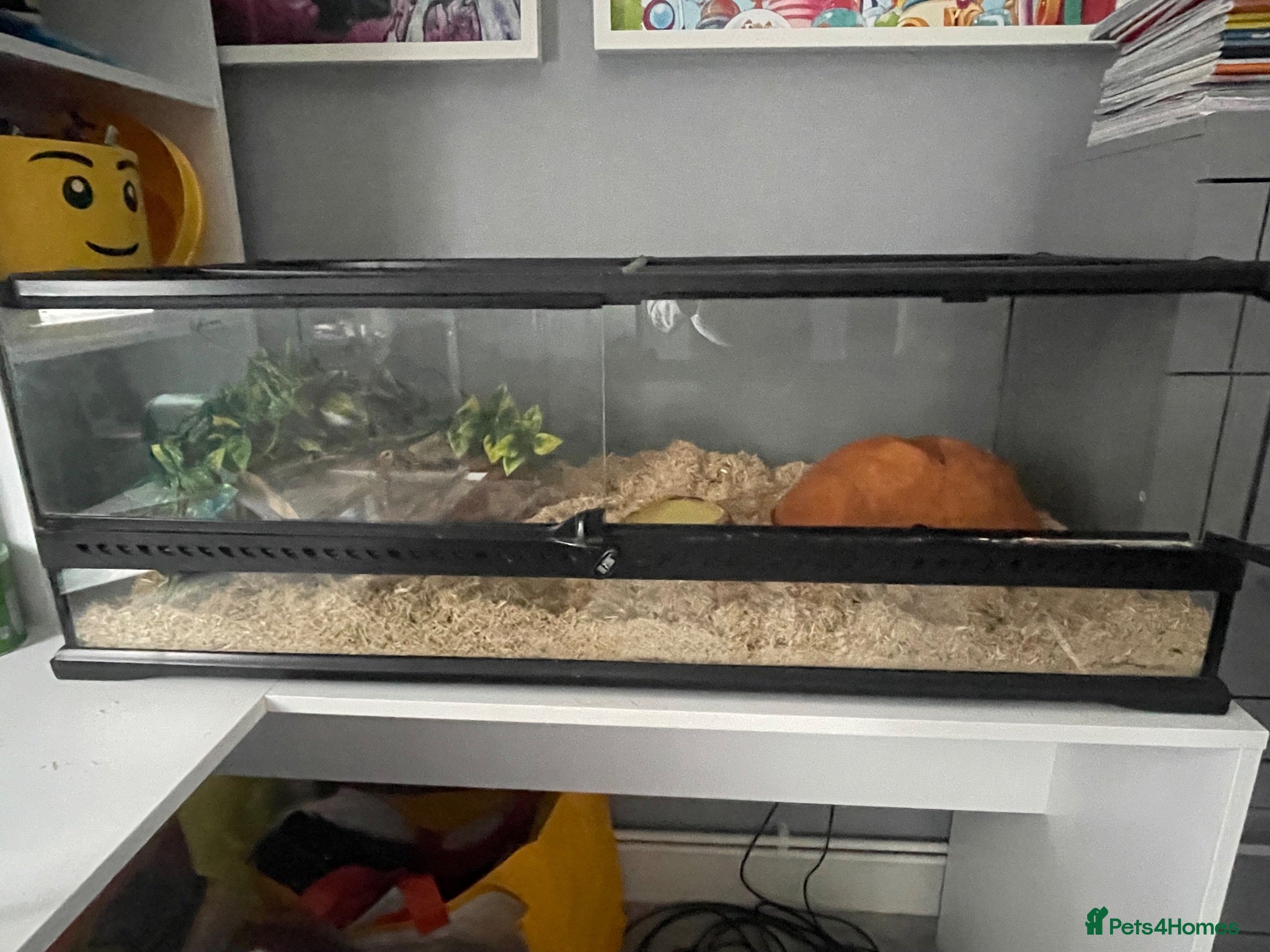 Corn Snake reptiles Hypo Motley Corn Snake - Advert 1
