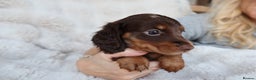Miniature Dachshund dogs for sale: 4 male long hair miniature daschunds for sale - Advert 5