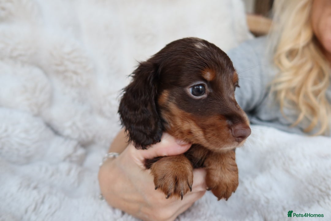 Miniature Dachshund dogs for sale: 4 male long hair miniature daschunds for sale - Advert 5