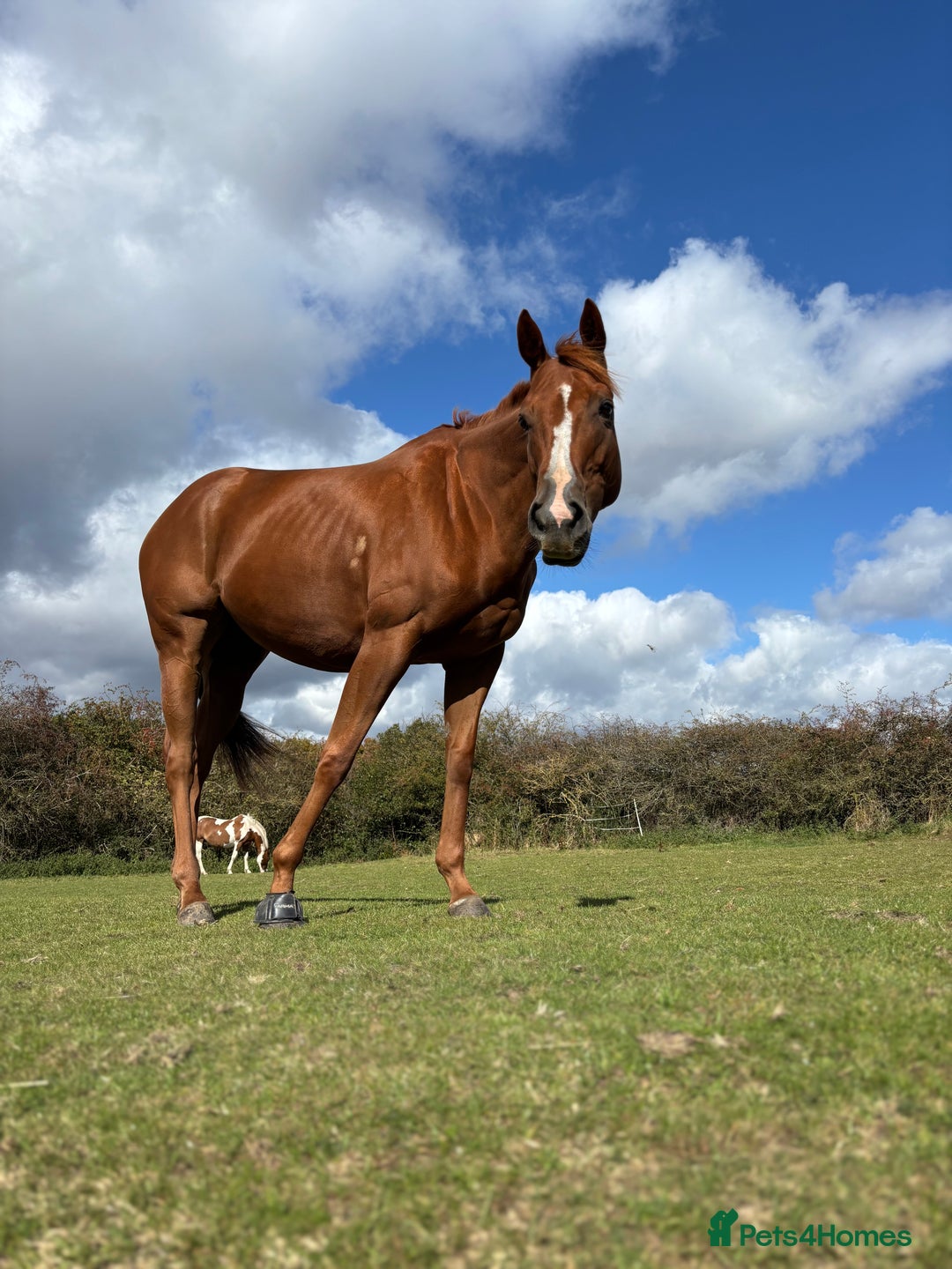 English Thoroughbred horses for sale: 16.2 Chestnut TB Mare - Advert 7