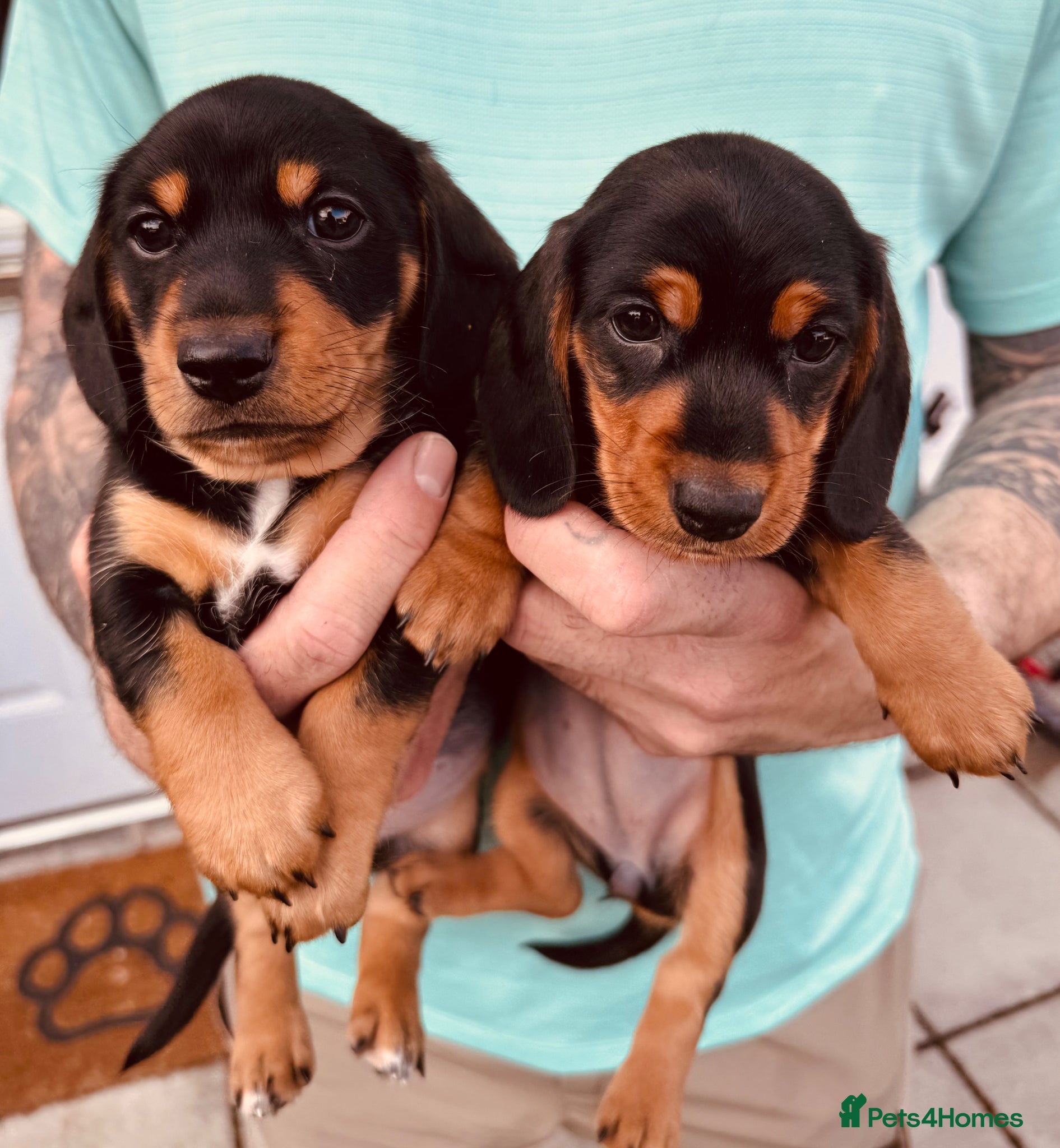 Miniature Dachshund dogs 2 KC registered miniature dachshund puppies - Advert 2