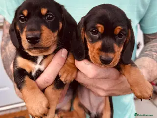 Miniature Dachshund dogs 2 KC registered miniature dachshund puppies - Advert 2