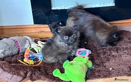Pomeranian dogs for sale: 2 fluffy Pomeranians 1 boy 1 girl  - Image 4