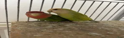 Lovebirds birds for sale: Pair of lovebirds for sale - Advert 3