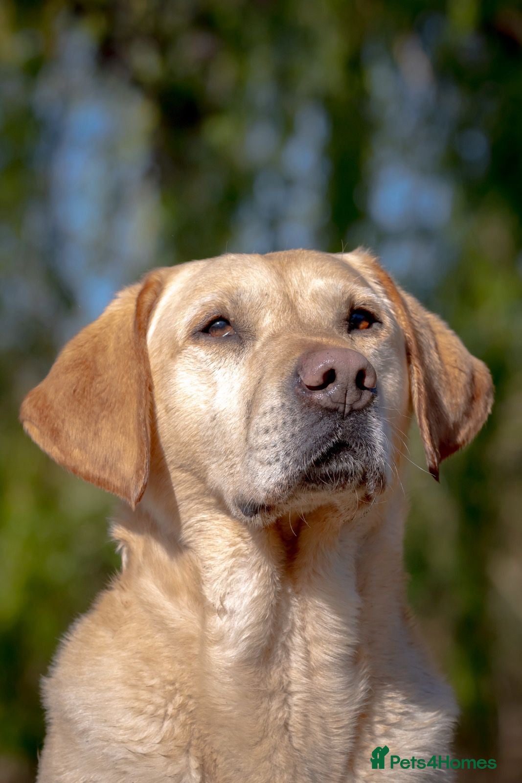 Labrador Retriever dogs Yellow Labrador Stud - Harry - Advert 21