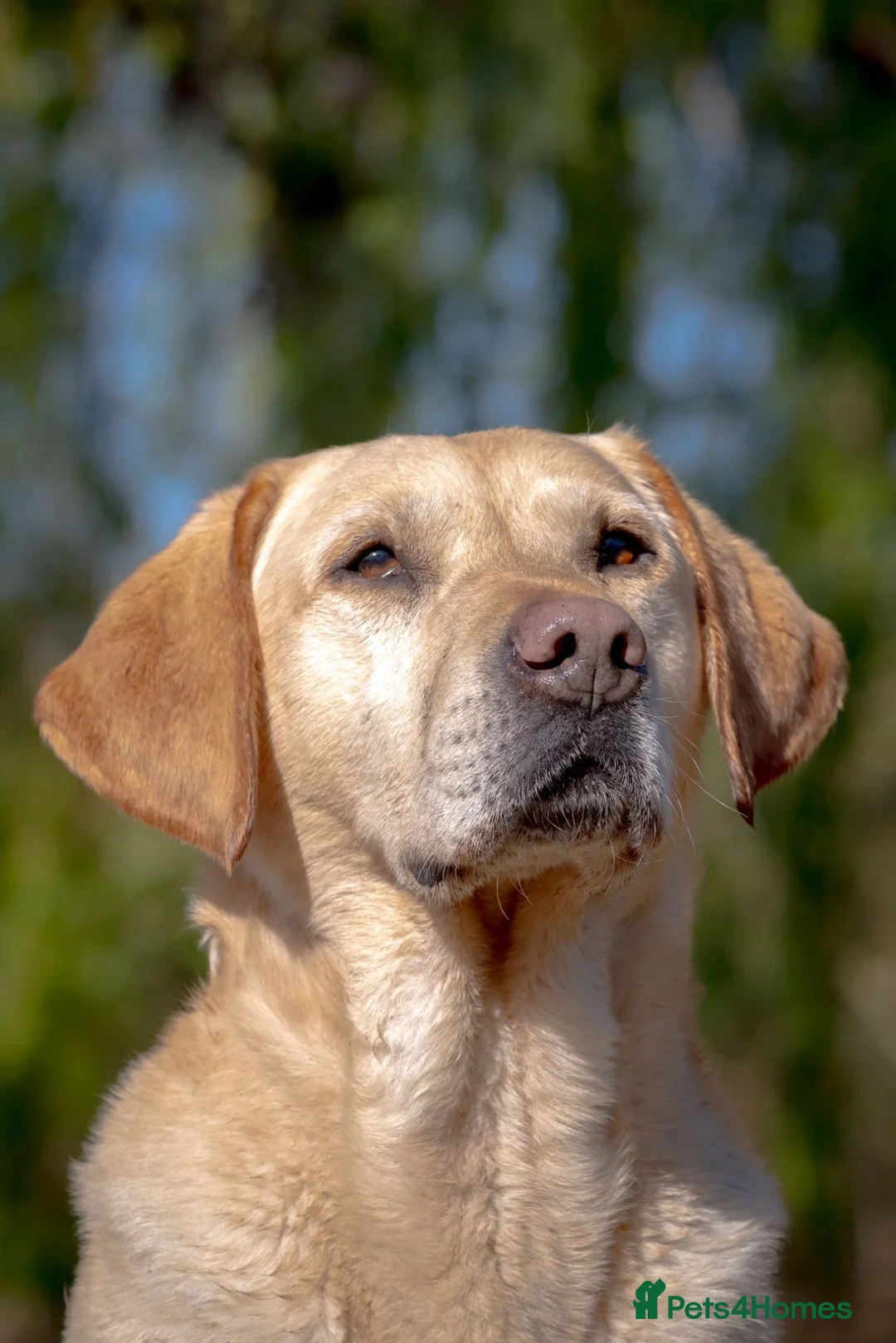 Labrador Retriever dogs for stud: Yellow Labrador Stud - Harry - Advert 1