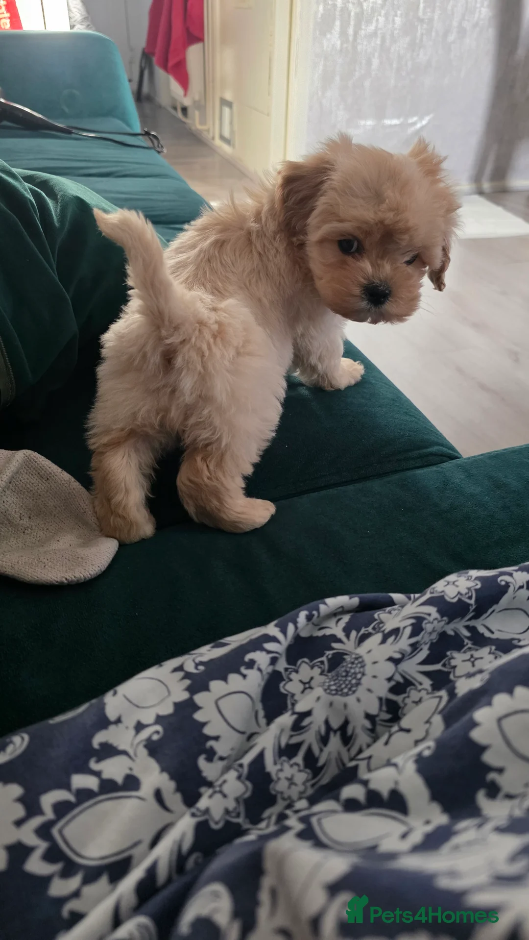 Maltipoo dogs for sale: Tiny Maltipoo boy - Advert 3