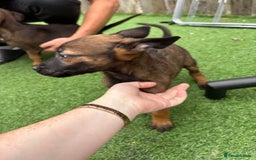 Belgian Shepherd Dog dogs for sale: Belgian malnois x Dutch sheppard puppies - Image 13