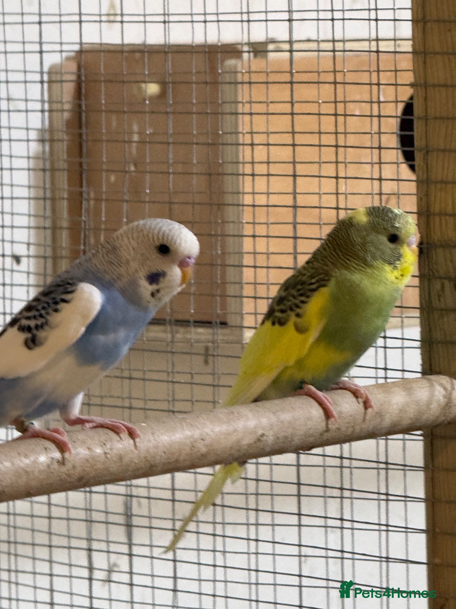 Budgerigars birds Baby budgies  - Advert 13