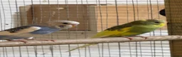 Budgerigars birds for sale: Baby budgies  - Advert 1