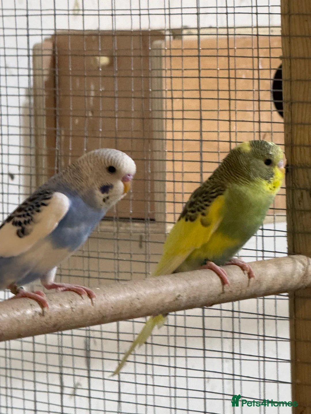 Budgerigars birds for sale: Baby budgies  - Advert 1