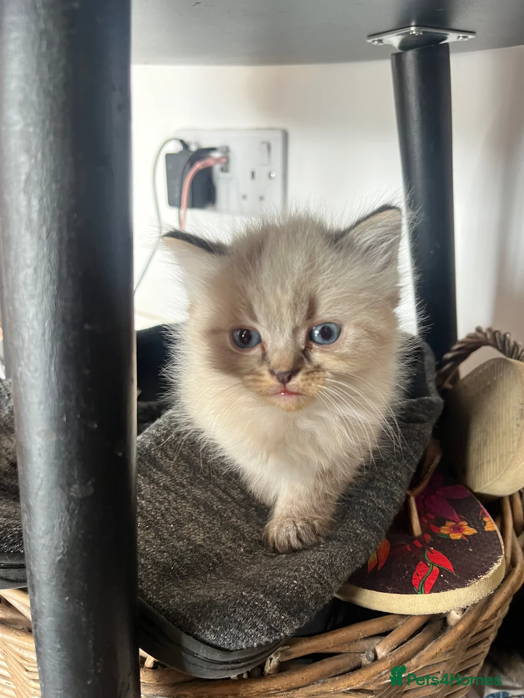 Mixed Breed cats for sale: Ragdoll cross kittens  - Advert 2