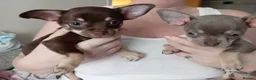 Chihuahua dogs for sale: KC REG Chihuahua puppies rare colours & markings  - Advert 5