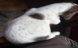 English Springer Spaniel dogs for sale: Stunning DNA Clear KC Springer Spaniel Puppies  - Image 18
