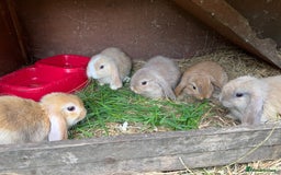 Mini Lop rabbits for sale: Friendly pure mini lops  - Image 10