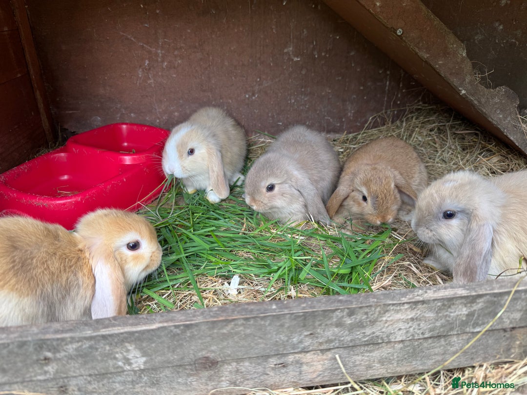 Mini Lop rabbits for sale: Friendly pure mini lops  - Image 10
