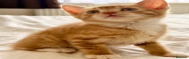 Mixed Breed Kitten 6