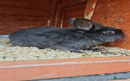 Lionhead rabbits for sale: Lion heads in Wigan - Image 26