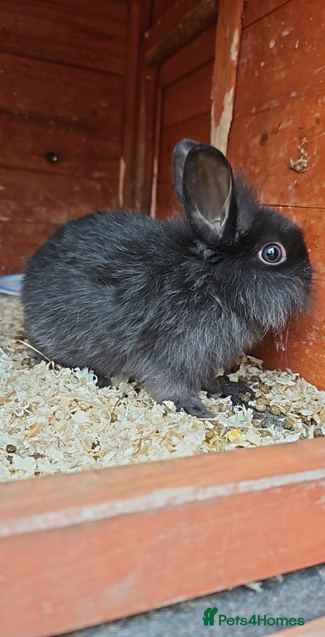 Lionhead rabbits for sale: Lion heads in Wigan - Image 26
