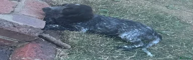 Cocker Spaniel 1