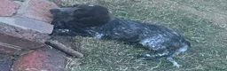 Cocker Spaniel dogs for sale: Cocker spaniels for sale  in St Albans - Advert 4