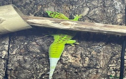 Gecko reptiles for sale: Madagascan giant day geckos with vivarium - Advert 9