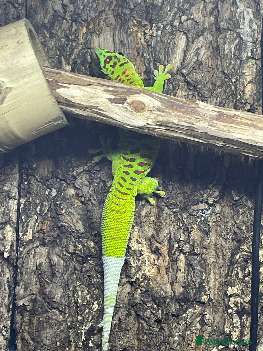 Gecko reptiles for sale: Madagascan giant day geckos with vivarium - Advert 9