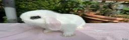 Mini Lop rabbits for sale: Beautiful mini lops for sale and 1 Lionlop  - Advert 5