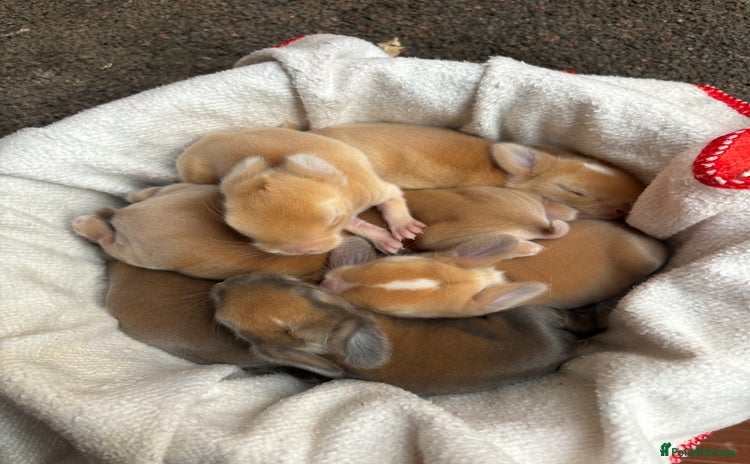 Mini Lop rabbits - Advert 4