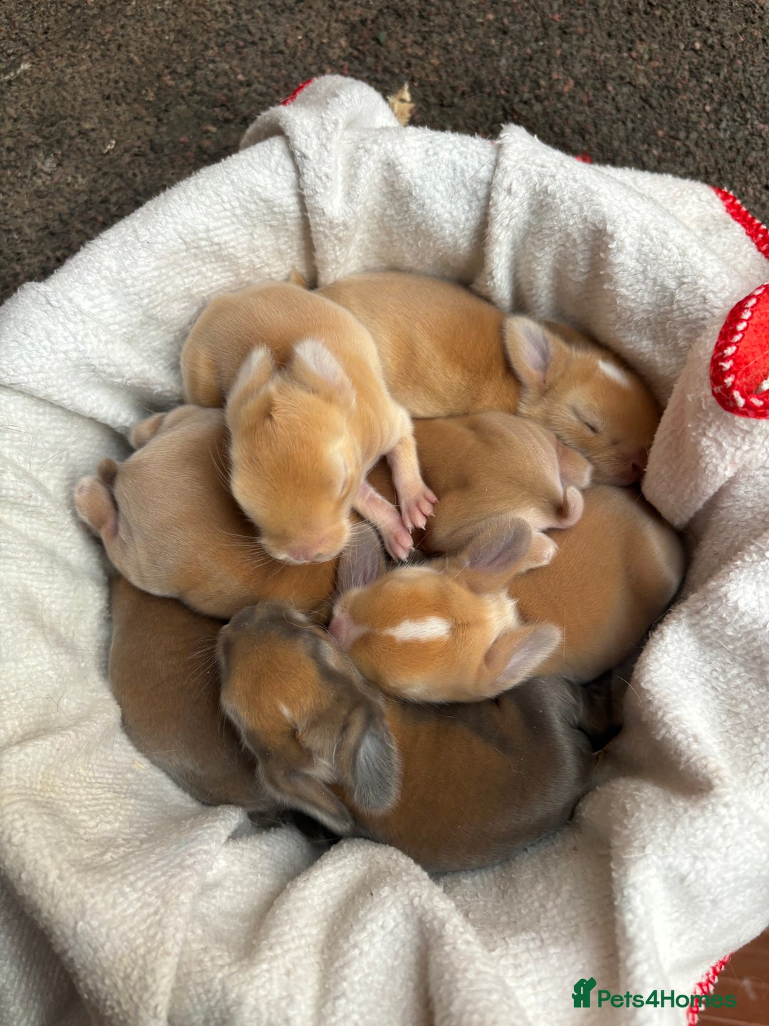 Mini Lop rabbits for sale: Friendly Mini Lops - Image 1