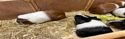 Guinea Pig rodents for sale: Group of bonded Dutch male/boar guinea pigs - Advert 4