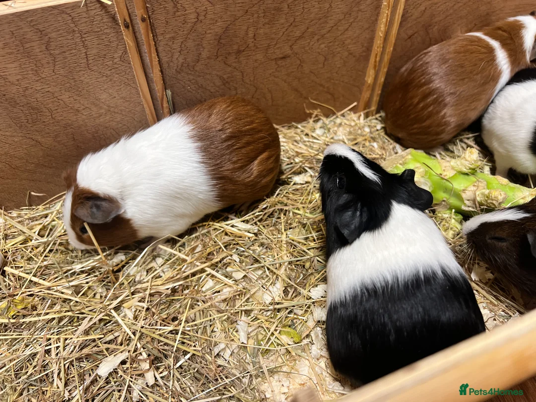Guinea Pig rodents for sale: Group of bonded Dutch male/boar guinea pigs - Advert 4