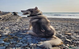 Siberian Husky dogs for stud: Siberian Husky (Bim) for stud. - Image 11