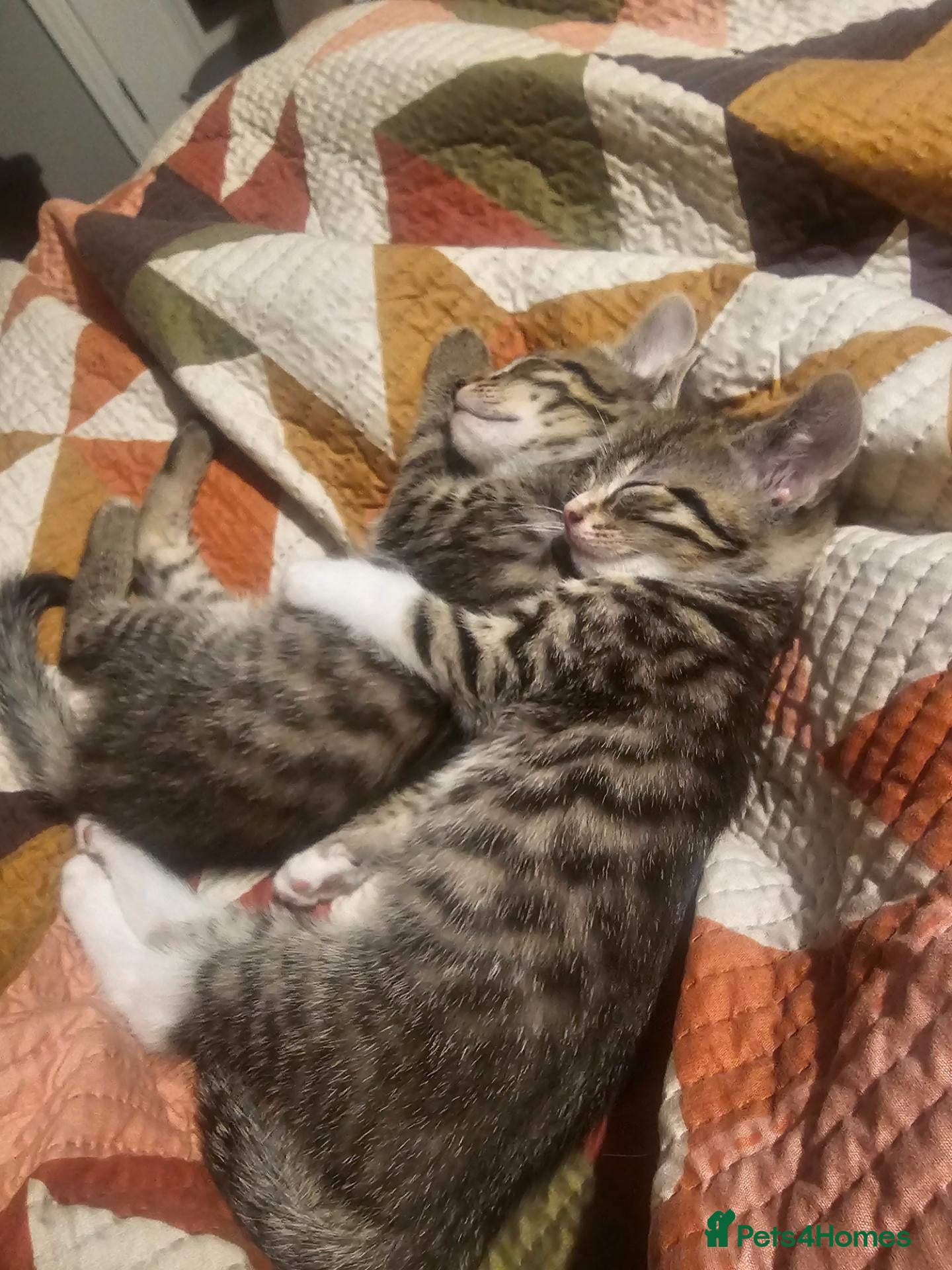 Mixed Breed cats 6 kittens for sale - Advert 15