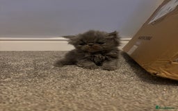 Persian cats for sale: Stunning Persian babies  - Image 7