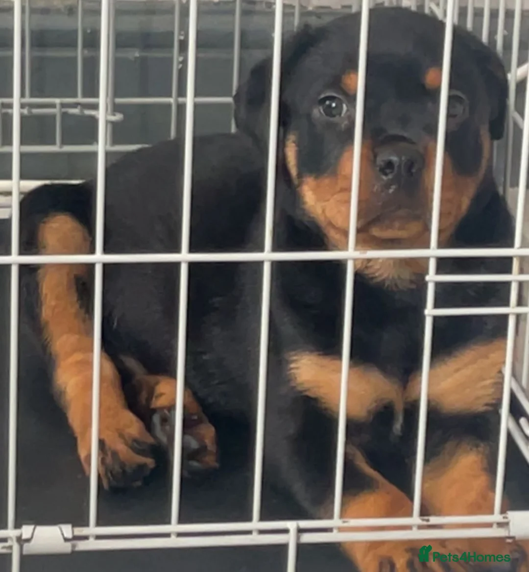 Rottweiler dogs for sale: Rottweiler puppies for sale in Oldbury - Advert 7