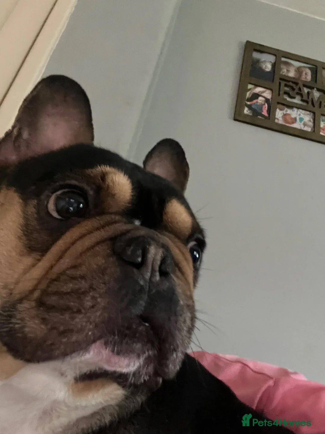 French Bulldog dogs for sale: Adorable lovable little frenchie - Advert 5