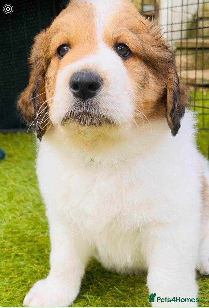 Mixed Breed dogs Exceptional Pyrenees Doodle Puppies   - Advert 2