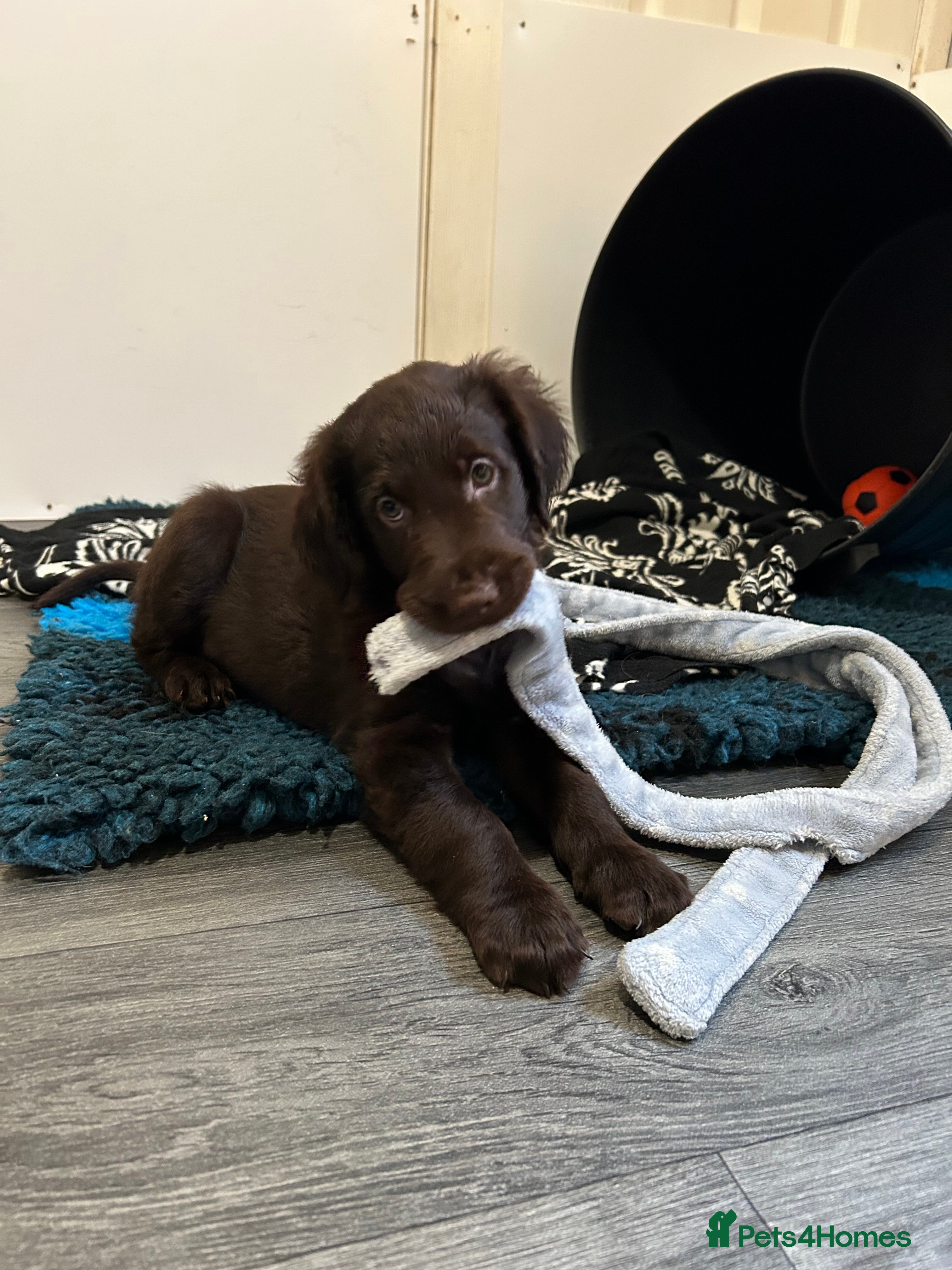 Flat coated Retriever dogs 2 Beautiful liver flatcoat puppies 1 girl 1 boy  - Advert 1