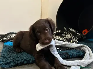 Flat coated Retriever dogs 2 Beautiful liver flatcoat puppies 1 girl 1 boy - Advert 1