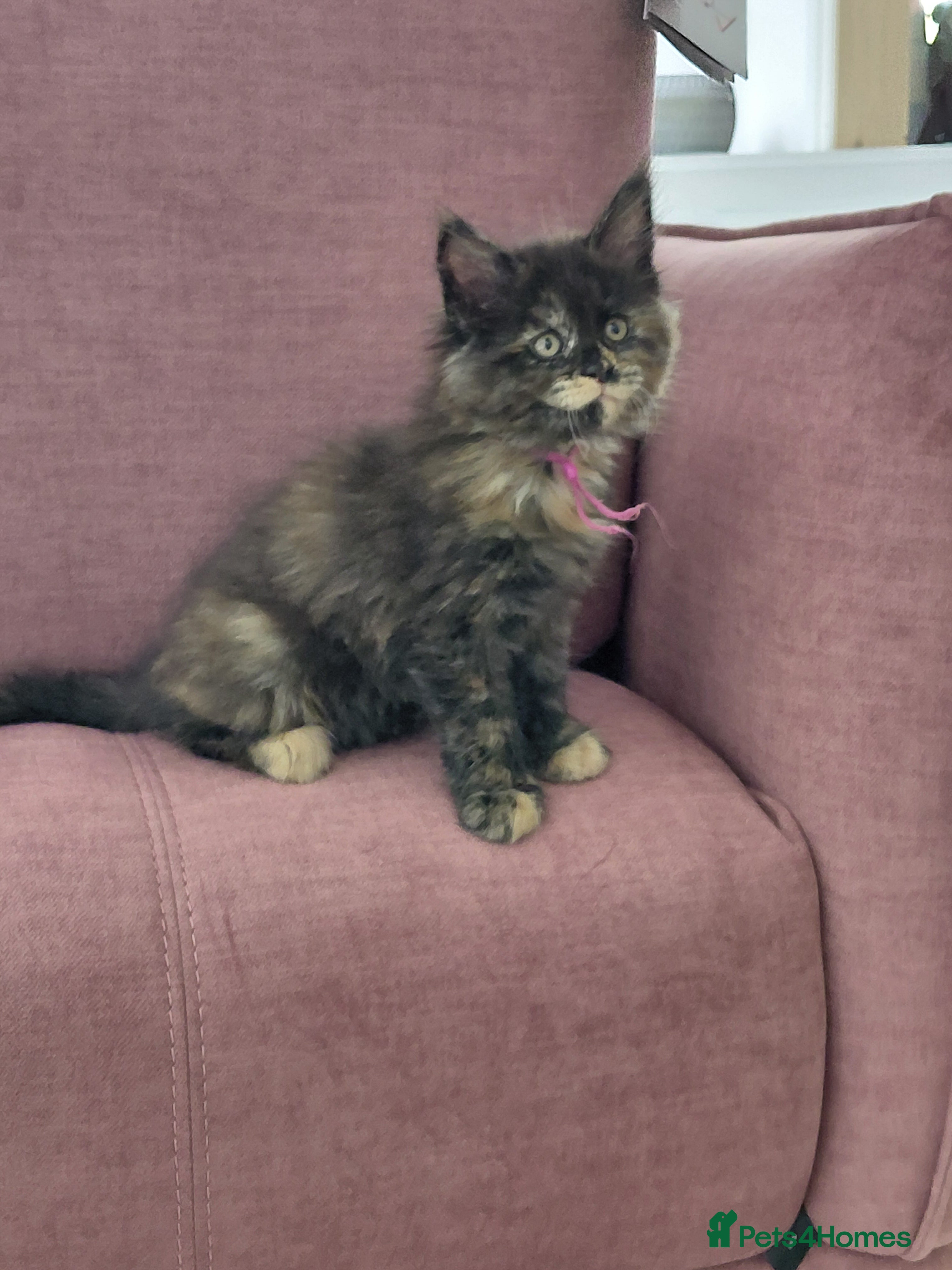 Maine Coon cats Beautiful Ticca registered maine coon kittens - Advert 2