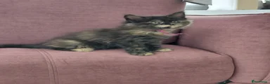 Maine Coon Kitten 4