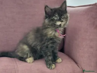 Maine Coon cats Beautiful Ticca registered maine coon kittens - Advert 2
