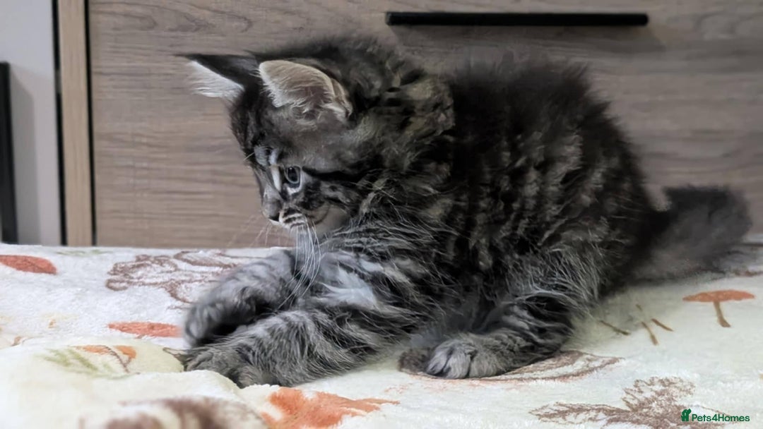 Maine Coon cats for sale: Maine Coon - Image 10