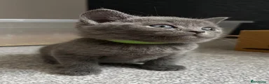 British Shorthair 2