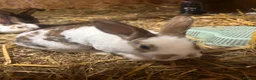 Rex rabbits for sale: 3 Rex kits for sale - Advert 4
