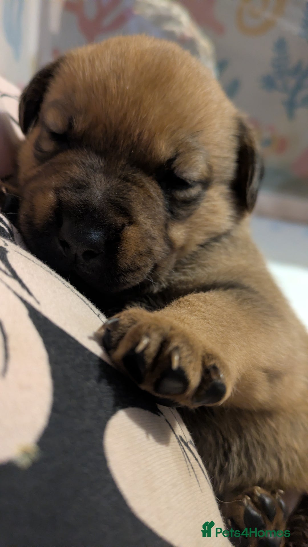 Mixed Breed dogs for sale: Last puppy looking for his forever home  - Advert 3