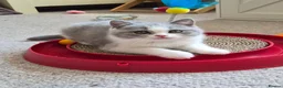British Shorthair cats for sale: Gorgeous GCCF Pedigree Boy - Loving & Playful - Advert 1